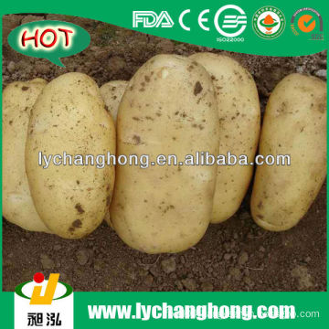 Full Mature Potato 2013